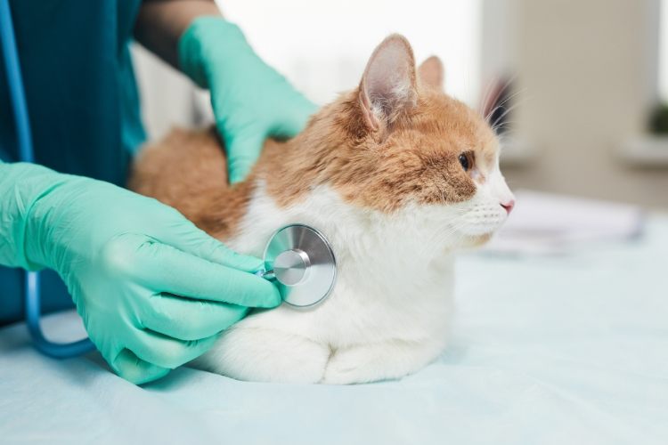 choose-the-right-vet-for-pet-owners