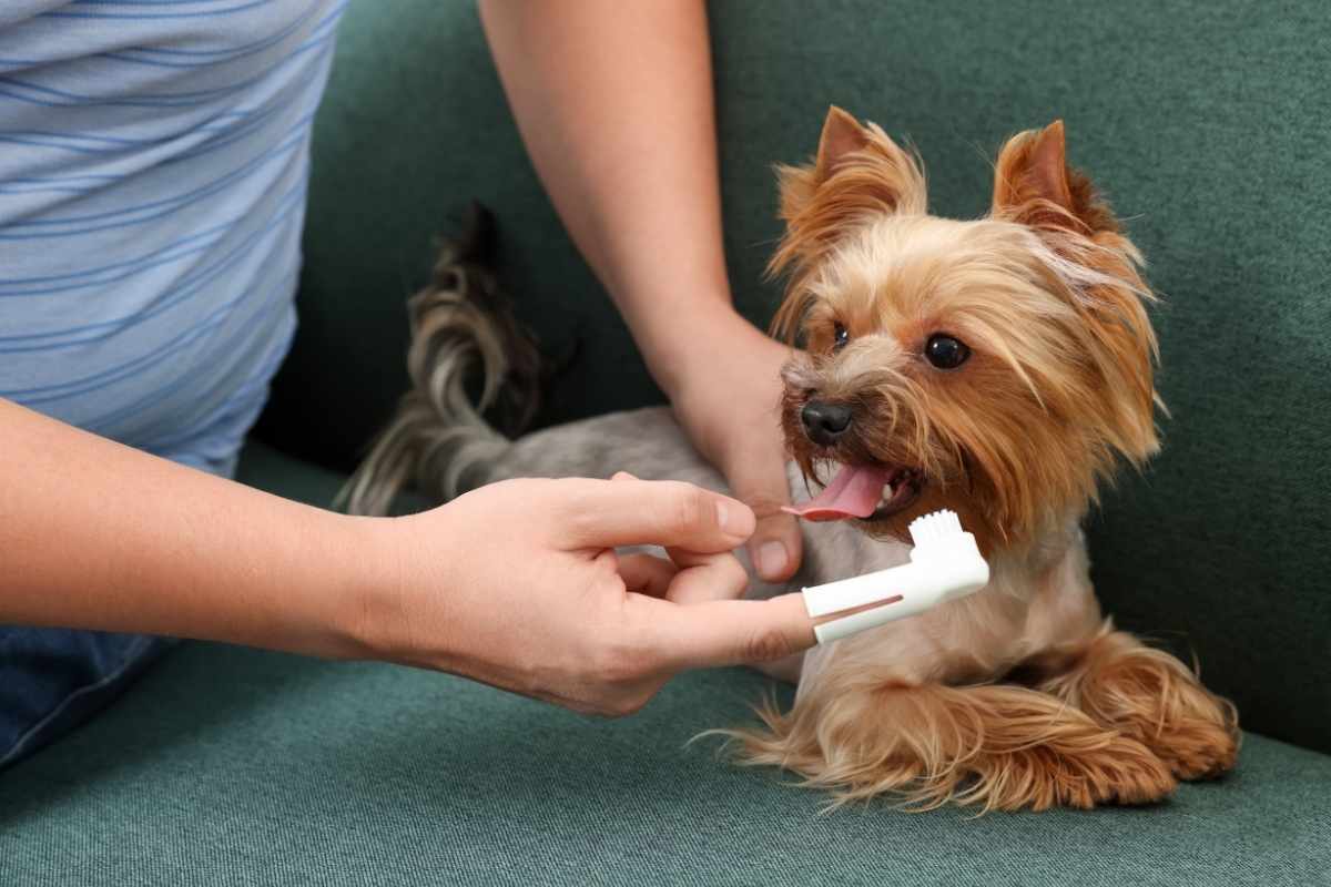 how-often-should-you-brush-your-dogs-teeth
