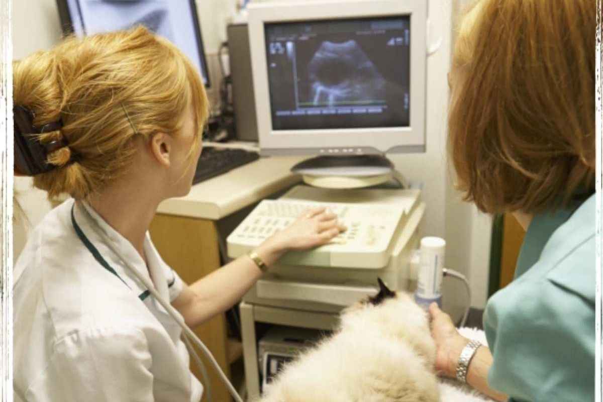 advanced-diagnostics-treatment-veterinary-medicine