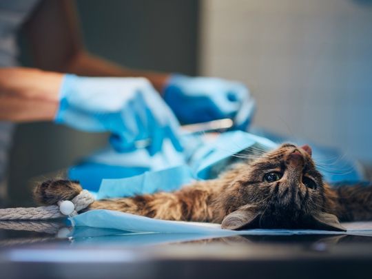spay-neuter-surgery-benefits