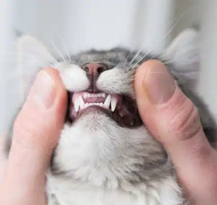 Dentistry