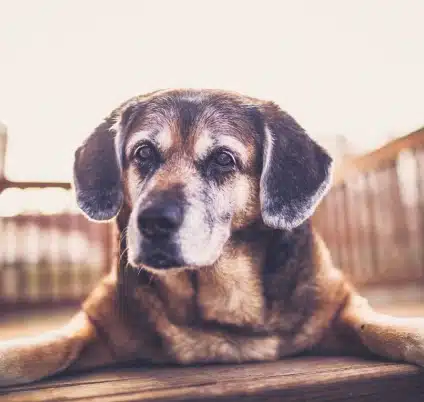 Senior Pet Care