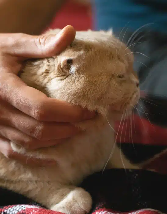 A person gently cradling an orange tabby cat's face in their hand, with the cat's eyes closed in contentment.